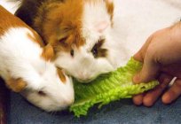What eats a Guinea pig? The better to feed Guinea pigs?