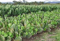 Was ist Kaktus? Arten, Namen und Foto der zimmerpflanze