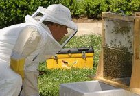 Wie viele Bienen Leben in der Natur