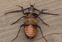 Welchen Schaden bringt Käfer-Schnauzbart?