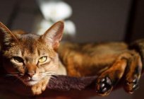 El gato abisinio: окрасы, la naturaleza, el de la foto