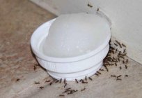 Las hormigas rojas: como vencer las plagas?
