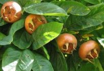 Níspero caucásica – inusual de la fruta