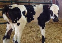 The name of the calf: a list of funny names