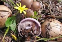 Sintoka the mushroom is edible. Description, photo of Sinemorec