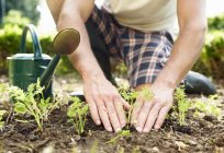 Mostaza harina: uso en la jardinería (los clientes)