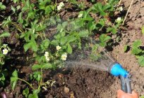 How often to water the strawberries, and what the irrigation system is preferable?