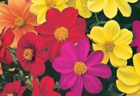 Annual dahlias: description, planting and care, especially the growing