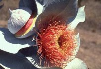 The flowers of eucalyptus: a wonderful creation of nature