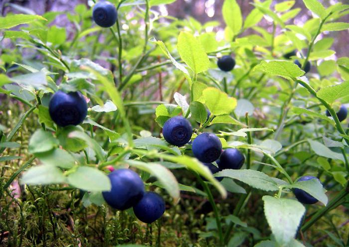 blueberries berries