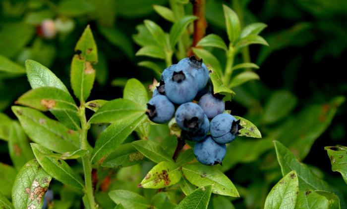 berry blueberry