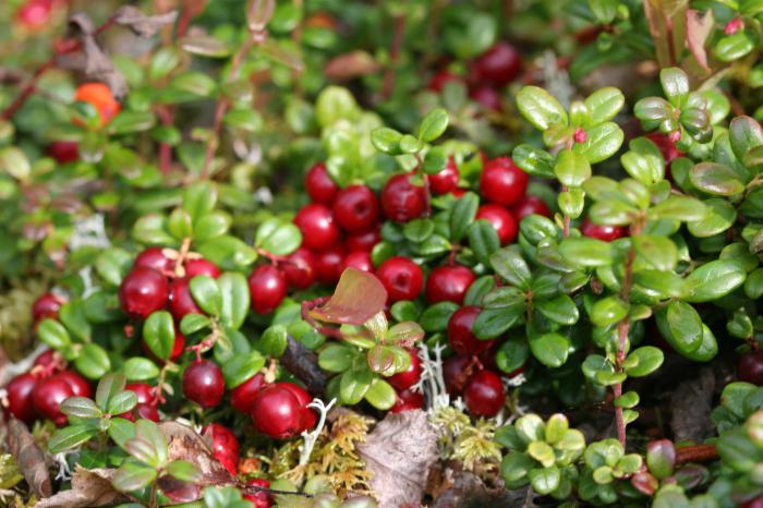 berries photo