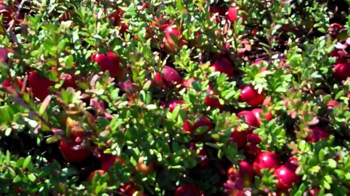 edible wild berries