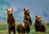 Brown bears: characteristics of growth and development