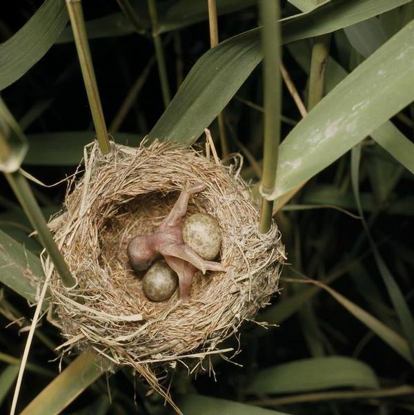 which nests the cuckoo lays eggs