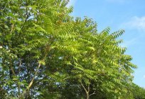 The Ailanthus (tree): photo description