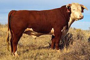 Holstein breed