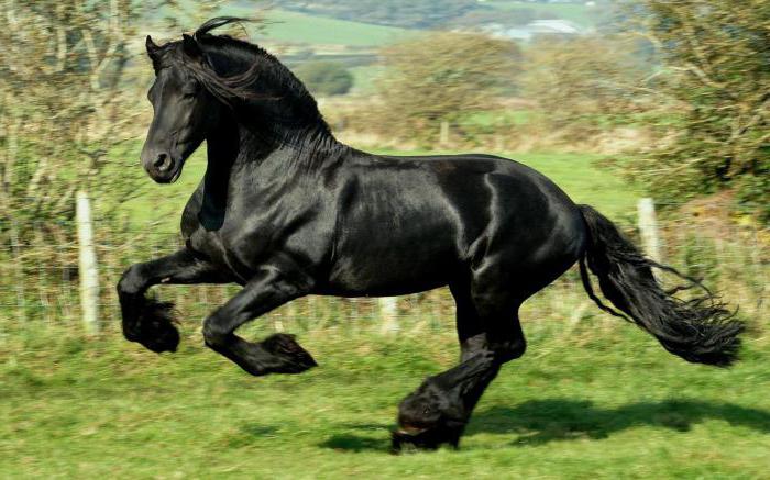 la interpretación de los sueños el caballo negro de un paseo a caballo