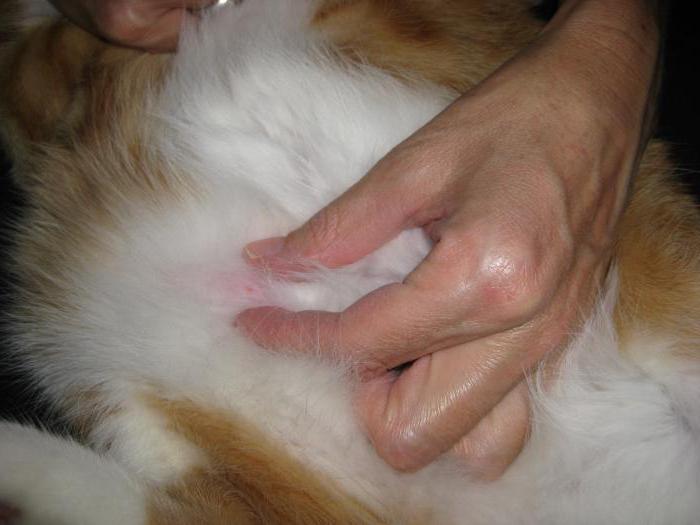  die Katze auf dem Bauch ein Klumpen unter der Haut Foto