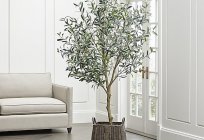 How to grow an olive tree?