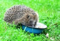 What eats a hedgehog at home and in the wild?