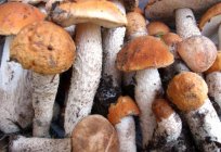 Edible mushrooms: names and photos
