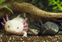 Axolotl: Haltung und Pflege, Beschreibung, Fütterung