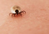 Dangerous ticks in the fall or not?