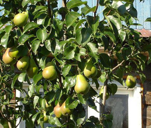 common pear