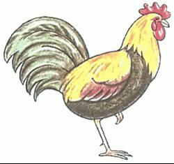 draw a rooster with a pencil