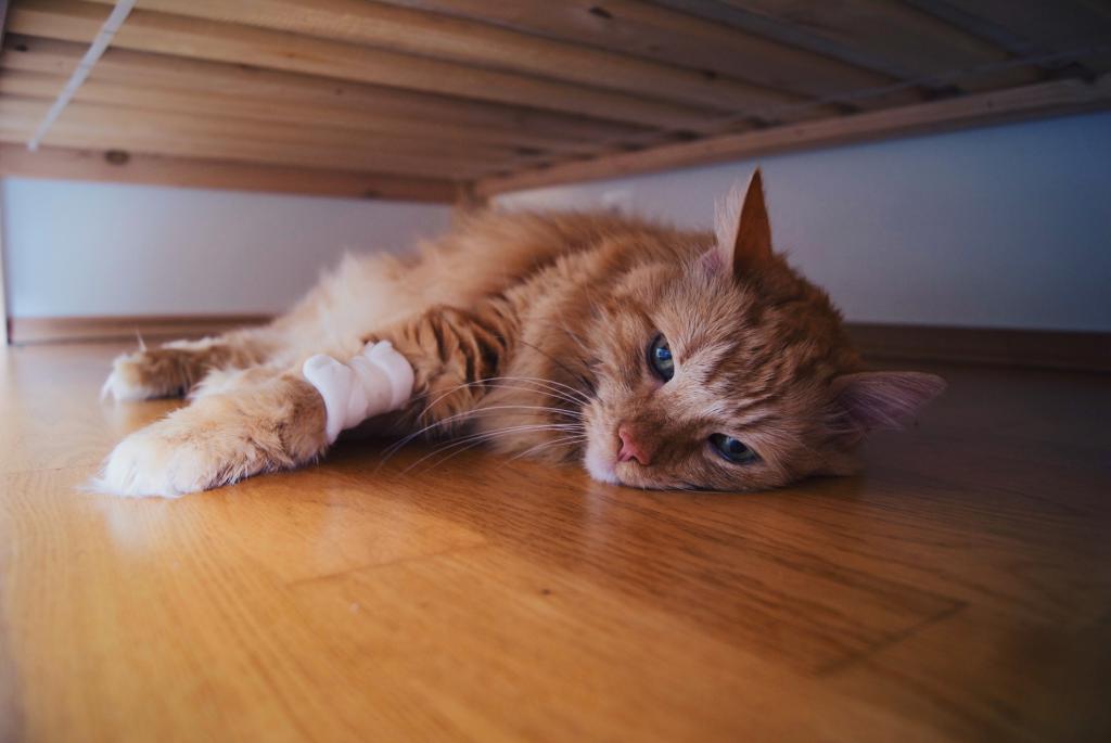 Sedation for cats