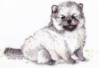 Drawing lesson: how to draw a Pomeranian