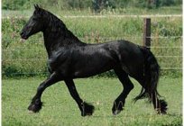 Friesian breed of horses. Thoroughbred horses