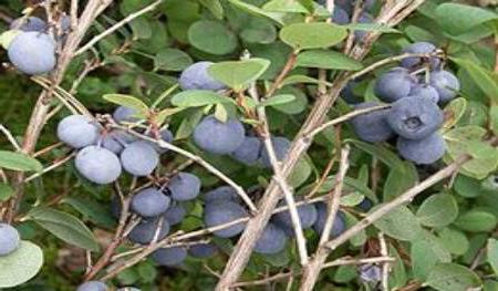 blueberry garden the best varieties for the suburbs