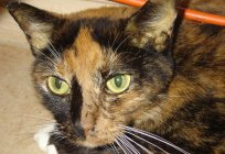 Hepatitis in cats: symptoms, treatment, prognosis