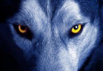 What have the werewolves? Dream interpretation will tell you the answer