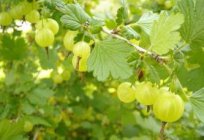 Gooseberry malachite: a description of the variety and especially farming