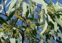 Eucalyptus. The healing properties of a unique tree
