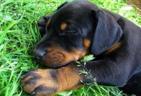 The Doberman Pinscher is a characteristic of the breed, description. Features of education