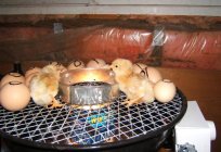 As a conclusion Chicks in the incubator at home