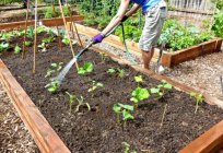 Preparación de las semillas de pepino a plantar en el suelo, en las plantas, en el efecto invernadero