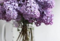 Cuántas veces en la vida fructifica lila, características de la floración