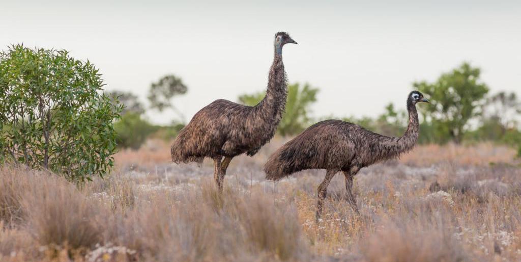 Australische Emus