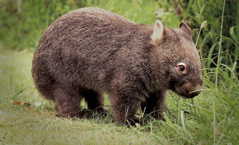 Wombat ähnlich wie Bär