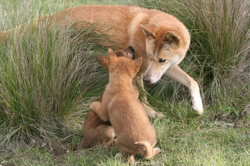 wilde Hund Dingo