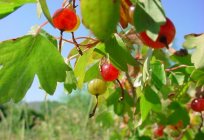 Alpine currant: a description of the variety