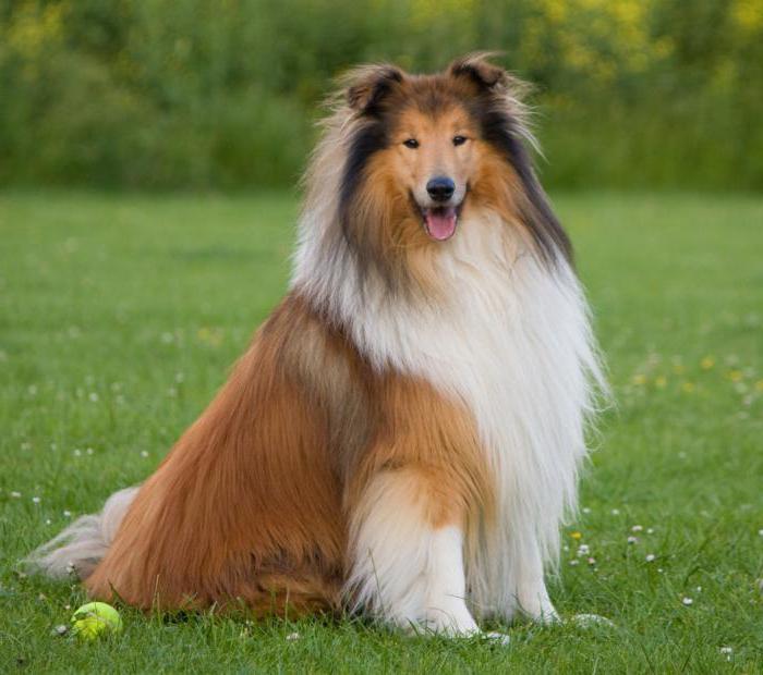 rough collie