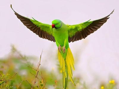 wozu träumen Vögel Papageien