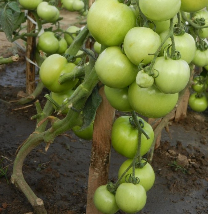 characteristics of the tomato "Katia"