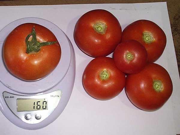 Tomato "Katia" features